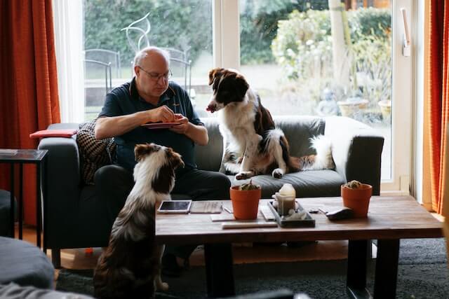Two dogs looking at a man eating
